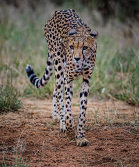 Very thin cheetah walks straight at camera.CR2
