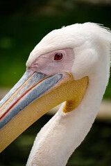 Pelican