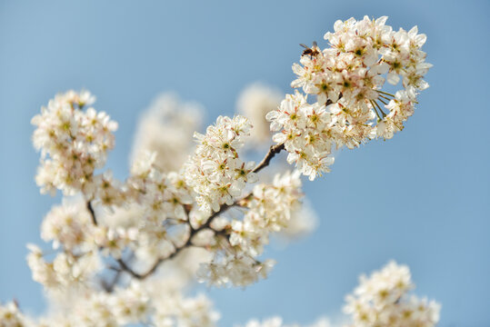 Low Angle View Of Cherry Blossoms Against Sky © jiang yunkai/EyeEm