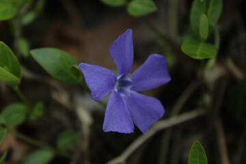 violet flower in the garden