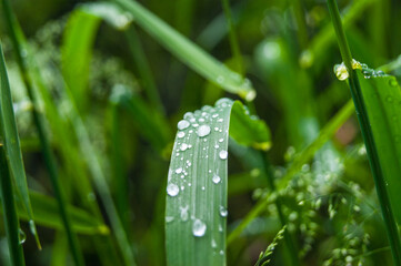 grass leaf with water droplets - Powered by Adobe