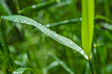 grass leaf with water droplets