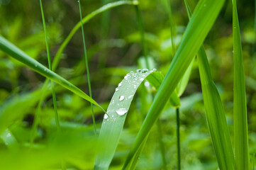 grass leaf with water droplets