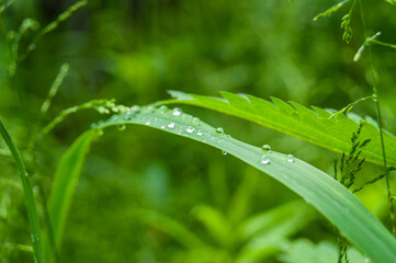 grass leaf with water droplets