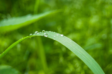 grass leaf with water droplets