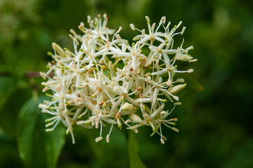 common dogwood cornus sanguinea flowers