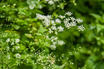 cow parsley or wild chervil Anthriscus sylvestris flowers