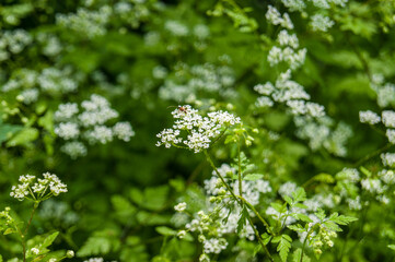Fototapeta premium cow parsley or wild chervil Anthriscus sylvestris flowers