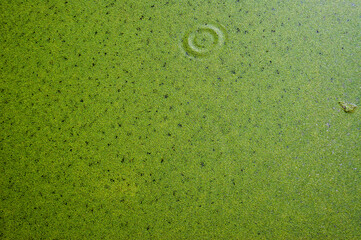 Lemna minor common duckweed on water