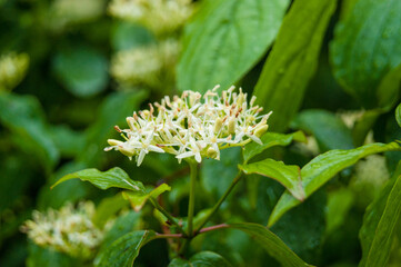 common dogwood cornus sanguinea flowers