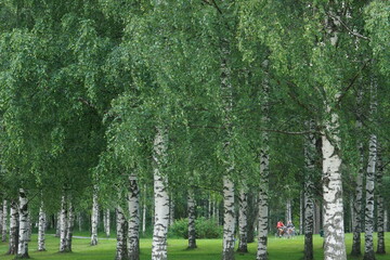 Cycling through a birch park in Joensuu Finland. Photo interior decoration or blog story.
