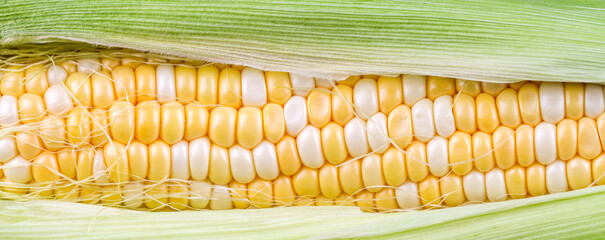 Delicious ripe corn with seed of different colors. Harvest.