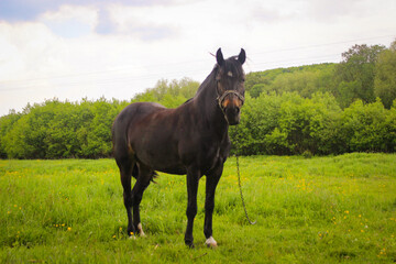 One Black Horse Grazing On A Leash In A Meadow