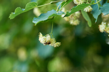 Bee collects nectar acacia tree pollen spring