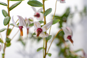 Obraz premium Vaccinium macrocarpon - sprigs of large cranberry on a white background - flowering twigs of shrubs