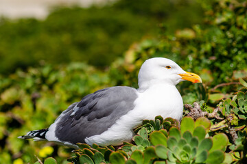 Seagull resting in the grass	