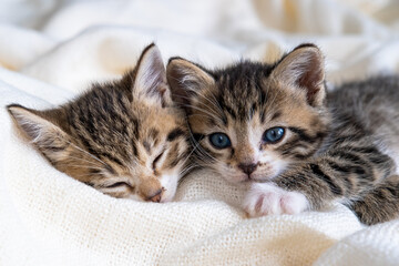 Fototapeta na wymiar Two Small striped kittens sleeping on bed white light blanket. Concept of domestic adorable pets.