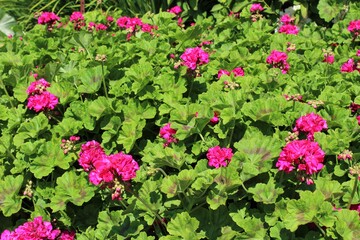 Fototapeta na wymiar Bright pink geranium flowers blooming in mid summer