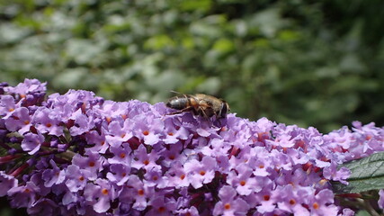 Macro, bee with purple flowers, green nature background.  color contrast