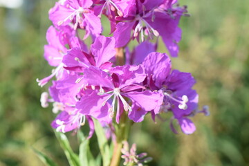 Ivan tea close up in summer