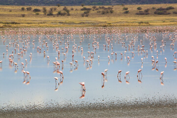 Fototapeta na wymiar Flock of lesser flamingos (Phoenicoparrus minor) in Lake Magadi, Great Rift Valley, Kenya. Lake Magadi is the southernmost lake in the Kenyan Rift Valley, north of Tanzania's Lake Natron.
