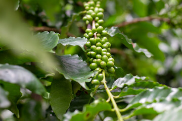 Planta de Café Costarricense, Quepos, Costa Rica