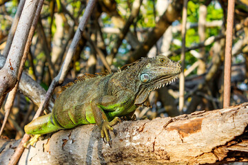 Iguana posing on top of a mangrove, reptile resting in a tree, iguana in a swamp.