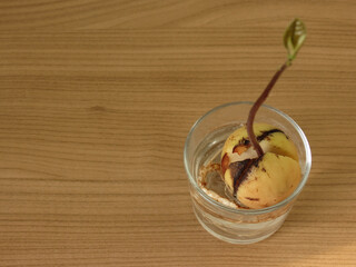 Avocado seed with roots in a glass cup on wooden background
