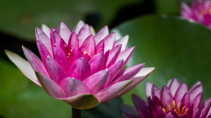 Pink water lily (Nymphaea species) flower, close up