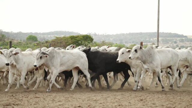 Herd of cattle moving in the paddock of the confinement farm. Cattle feedlot farm in the Brazilian midwest. Livestock of beef cattle.