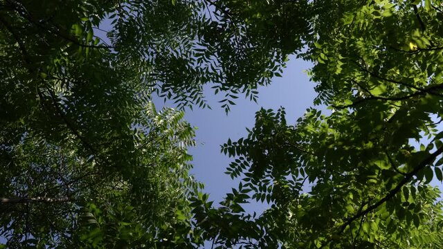 day, bright, light, sunlight, natural, foliage, landscape, summer, leaf, environment, beautiful, outdoor, forest, tree, even pinnate, odd pinnate, leaves, branches, black walnut, tree tops, top, look 