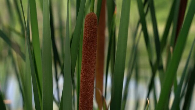 Close up of Cattail or bulrush reeds and brown cylindrical soft and fuzzy flower heads swaying in the breeze along a small lake in Wisconsin making a nice nature background.