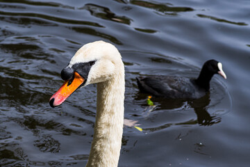 black and white swan