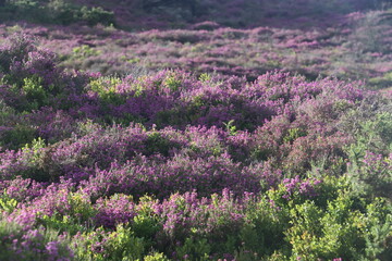 pink heather and green plants 
