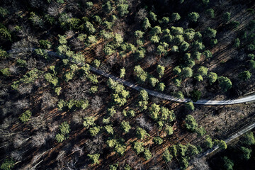 Aerial drone view of trees in autumn. Street crossing the forest with long evening sun shadows. Beautiful top view. Green and Brown tones.