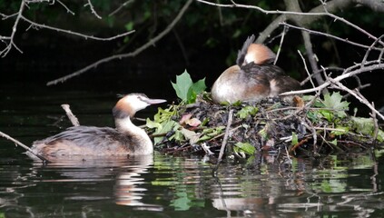 Haubentaucher-Nest