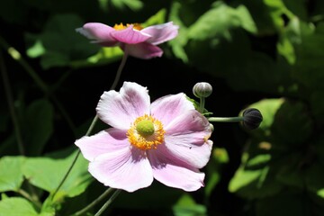 Soft pink Japanese anemone in bloom