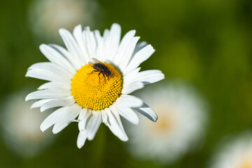 Fototapeta premium white daisy on which sits a fly, against the background of daisies, used as a background or texture