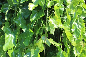 Fresh green leaves in the afternoon sunlight