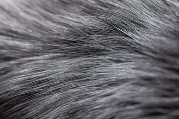 gray fur close-up, used as a background or texture. Soft focus