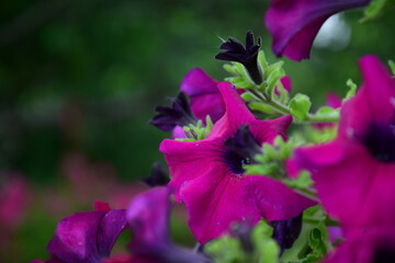 Fioletowe kwiaty na tle drzewa.  © Kacper