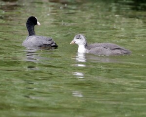 Blesshuhnmutter mit Nachwuchs schwimmt auf dem See