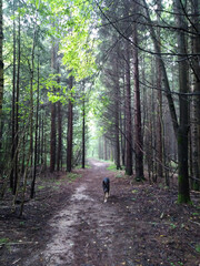 dog on a forest path