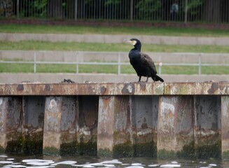 Kormoran Am Freibad Stadtparksee