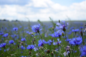 Niebieskie kwiaty na tle nieba i pola .