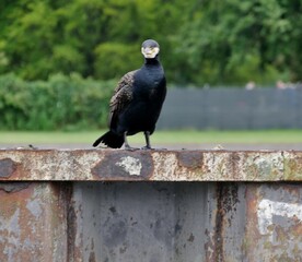 Kormoran sitzt auf einer Mauer