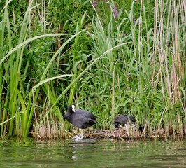 Blesshühner am Seeufer