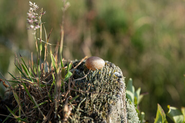 A Robin's egg on a country fence post in Wales. The Robin Red-Breast is a small bird that lays this mottled eggs.
