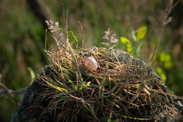 A Robin's egg on a country fence post in Wales. The Robin Red-Breast is a small bird that lays this mottled eggs.