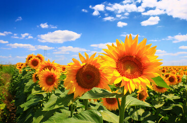 Obraz premium sun flower and cloudy sky.